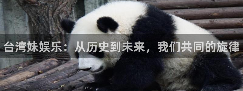 jdb电子游戏辅助器：台湾妹娱乐：从历史到未来，我们共同的旋律